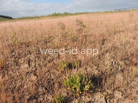 hawkweed, yellow